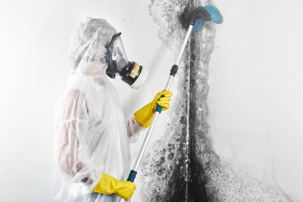 Best Mold-Related Health Consultation  in Sky Lake, FL