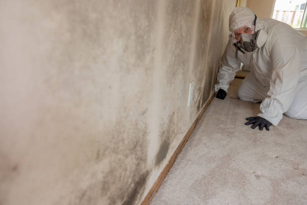 Trusted Sky Lake, FL Mold Removal Experts